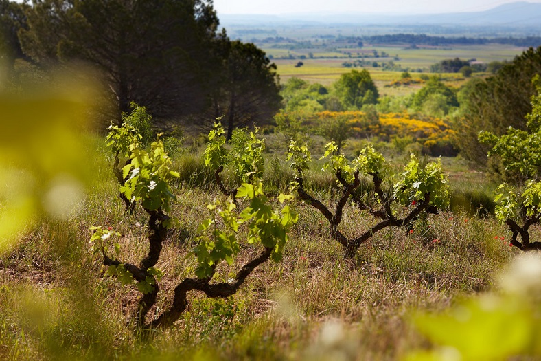 Jean-Baptiste Senat iDealwine vin Languedoc