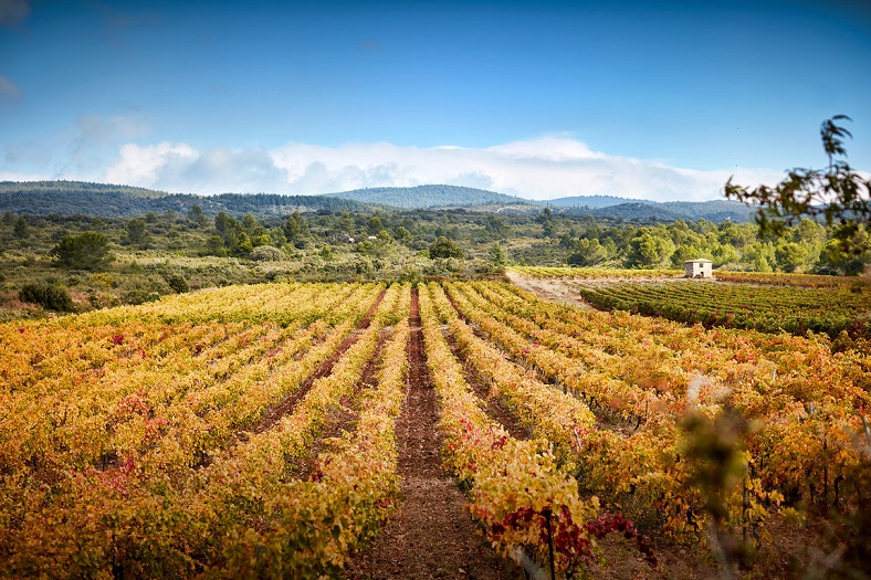 Jean-Baptiste Senat iDealwine vin Languedoc