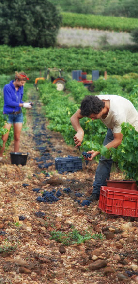 domaine les aurelles idealwine vin languedoc