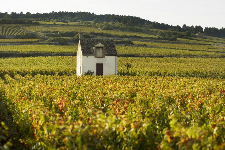 Beaune idealwine vin Bourgogne