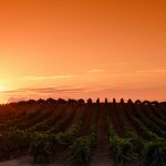 Notes Millésime 2017 : les régions viticoles du Sud de la France
