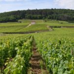 Bourgogne | Les plus beaux climats de la Côte d’Or