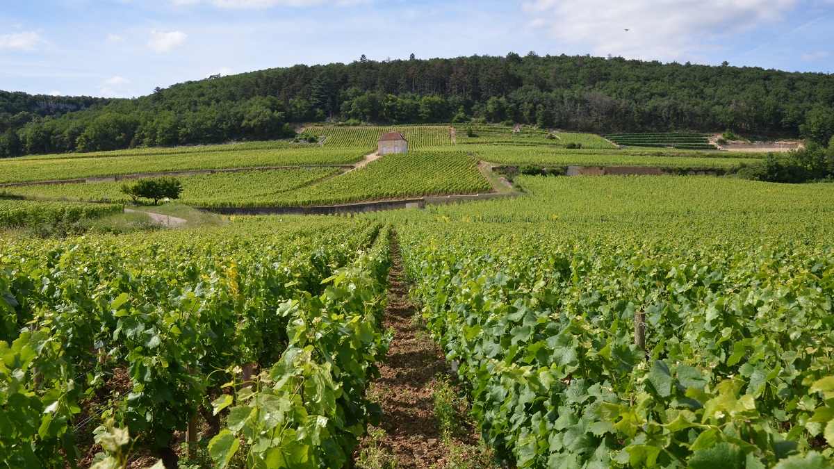 Lire la suite à propos de l’article Bourgogne | Les plus beaux climats de la Côte d’Or