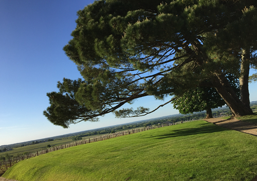 Vue vignes Château d'Yquem