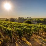 Château Pierre 1er | Un trésor caché mais accessible à Saint-Emilion