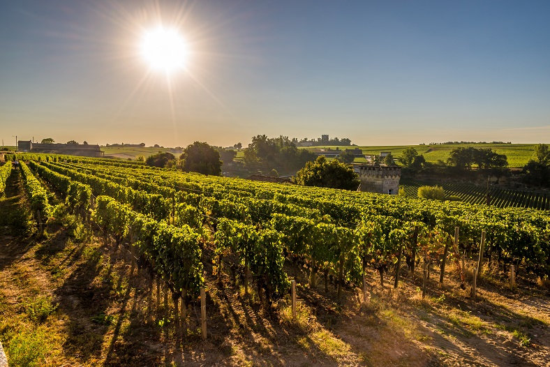 Château Pierre 1er Saint Emilion