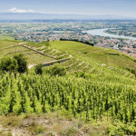 Vallée du Rhône nord : notre guide des vins