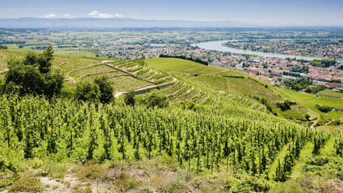 Vin-Vigne : Le guide des vins et des vignes de France