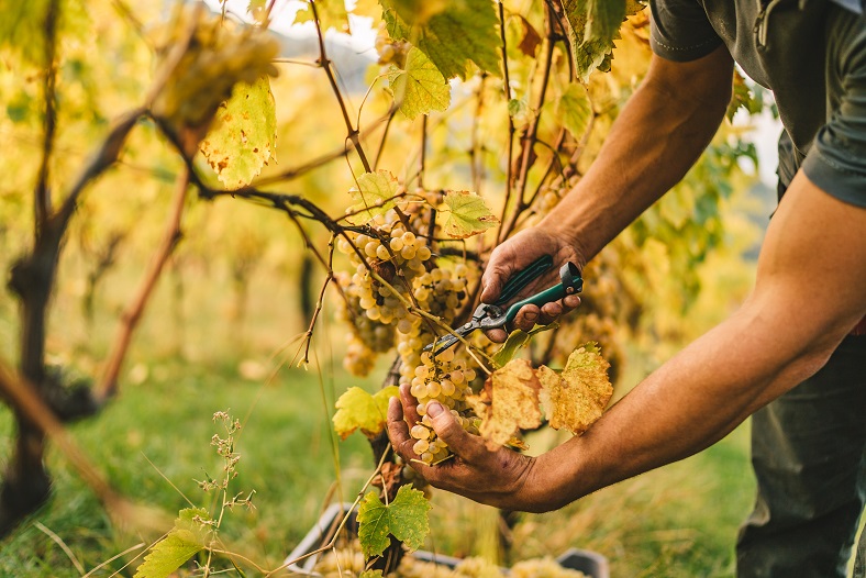 Baisse mondiale de la production 2019