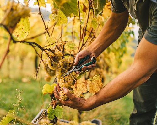 Lire la suite à propos de l’article Baisse mondiale de la production du vin en 2019