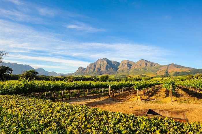 Vignoble d'Afrique du Sud iDealwine vin vigne guide des vins du monde