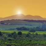 Rhône | Les vins nature confidentiels de Matthieu Dumarcher