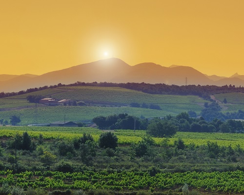 Lire la suite à propos de l’article Rhône | Les vins nature confidentiels de Matthieu Dumarcher