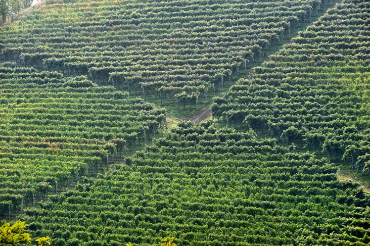 Domaine Vietti Langhe italie vin iDealwine Barolo