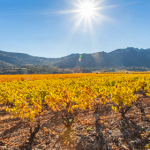 Mas Jullien | Fraîcheur et pureté minérale au cœur du Languedoc