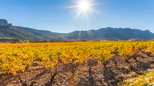 Lire la suite à propos de l’article Mas Jullien | Fraîcheur et pureté minérale au cœur du Languedoc