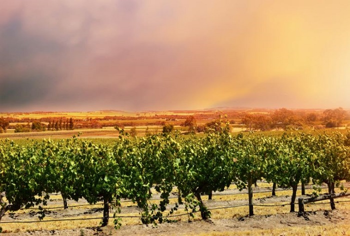 Barossa Valley vignes d'Australie le guide iDealwine