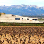 Bodega Contador : un destin fulgurant