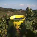 Le Clos des Vignes du Maynes | Une référence de la Bourgogne nature