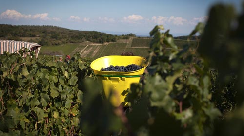 Lire la suite à propos de l’article Le Clos des Vignes du Maynes | Une référence de la Bourgogne nature