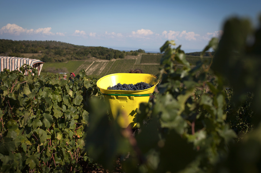 Le Clos des Vignes du Maynes Bourgogne vin nature