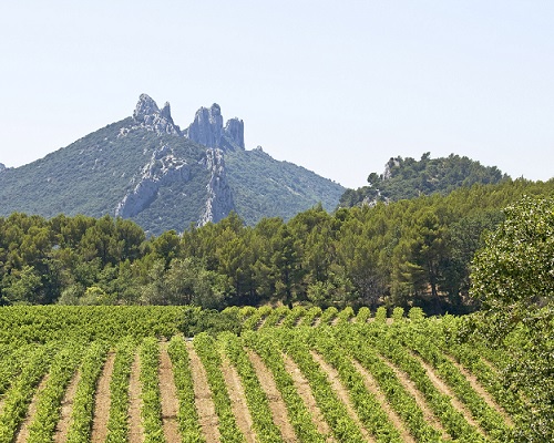 Lire la suite à propos de l’article Domaine Raspail-Ay, « un des ténors de Gigondas » (Bettane+Desseauve)