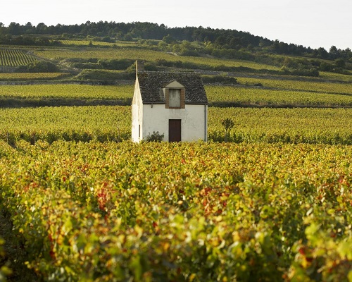 Lire la suite à propos de l’article Bourgogne | Millésimes 2016 et 2017, le match