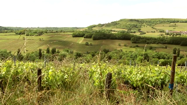 Domaine-Rouges-Queues-1