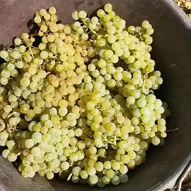 Domaine des Rouges Queues raisin chardonnay