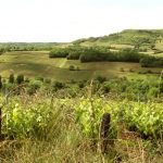 Domaine des Rouges Queues, l’étoile nature de la Côte de Beaune