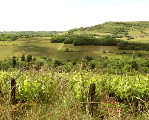 Lire la suite à propos de l’article Domaine des Rouges Queues, l’étoile nature de la Côte de Beaune