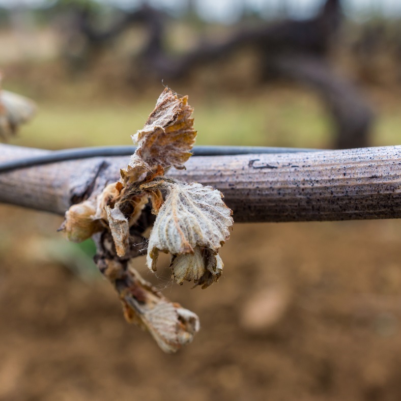 Bourgogne millésime 2016