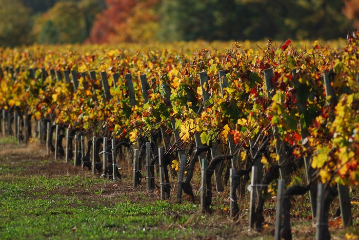 Pessac Leognan vignes bordeaux iDealwine