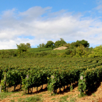 Domaine Chasselay | Une belle histoire de famille dans le Beaujolais