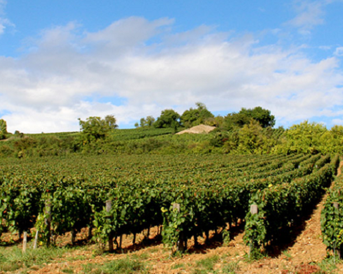 Lire la suite à propos de l’article Domaine Chasselay | Une belle histoire de famille dans le Beaujolais