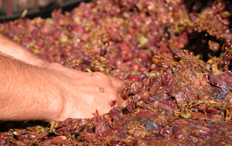 Château Simone vinification