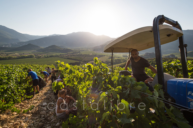 Domaine-Antoine-Marie-Arena-Principale-3