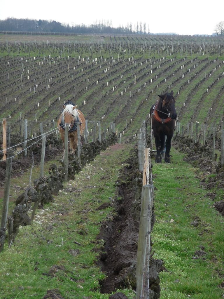 Domaine-Lise-et-Bertrand-Jousset-vignes