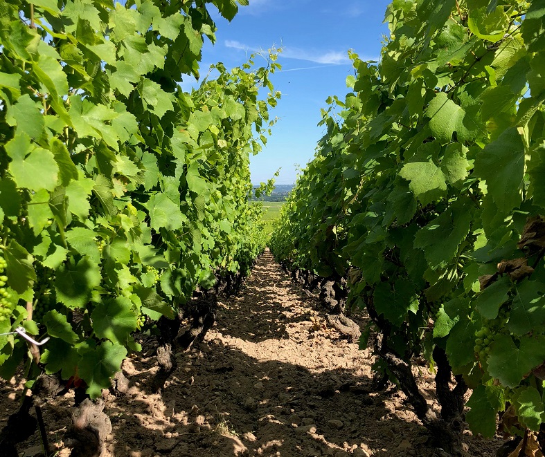 Marc Delienne vin Fleurie Beaujolais iDealwine vinifications naturelles