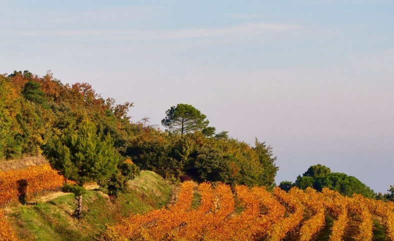 Réméjeanne Rhône vignoble