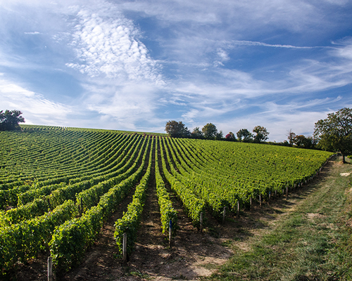 Lire la suite à propos de l’article Baromètre 2020 | Le TOP des vins de Loire