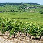 Renaud Boyer, un vigneron nature qui fait discrètement bouger les lignes à Meursault