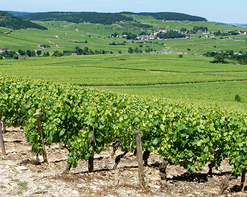 Lire la suite à propos de l’article Renaud Boyer, un vigneron nature qui fait discrètement bouger les lignes à Meursault