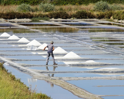 Lire la suite à propos de l’article Domaine Saint-Nicolas | 25 ans de biodynamie au cœur des marais salants