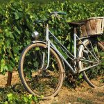 Le Muscadet | Un champ des possibles extraordinaire