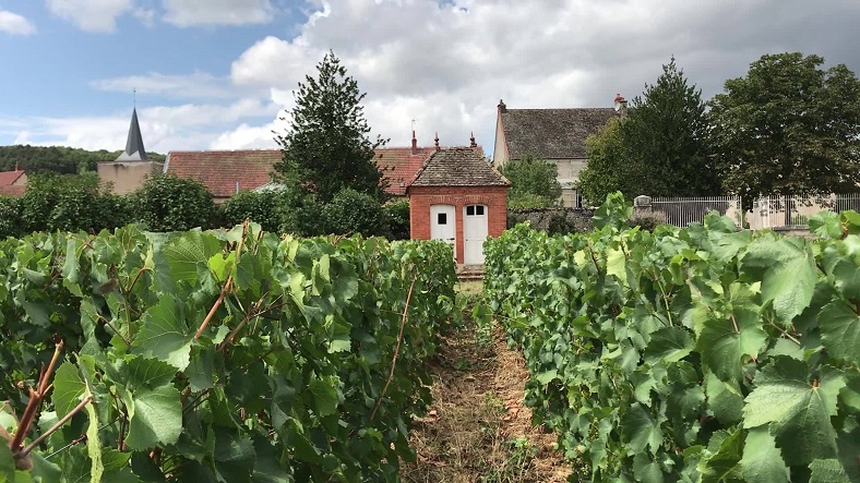Vignes Heitz-Lochardet Bourgogne