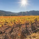 Baromètre 2020 | Le palmarès des vins du Languedoc-Roussillon