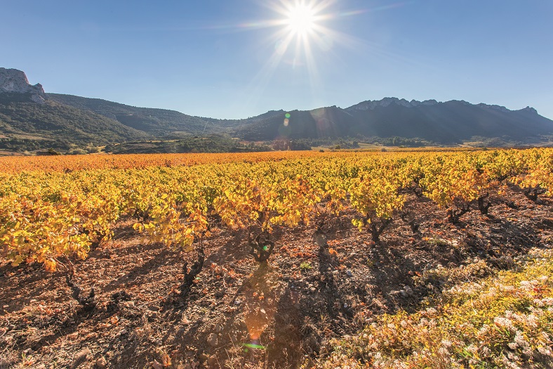 Languedoc-Roussillon 2020 iDealwine