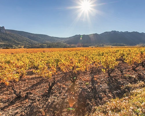 Lire la suite à propos de l’article Baromètre 2020 | Le palmarès des vins du Languedoc-Roussillon