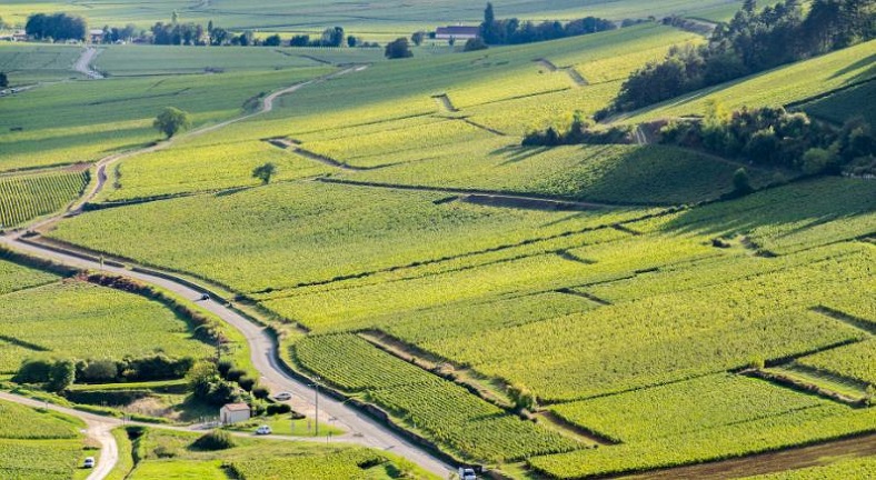 Maillard Père et Fils Côte de Beaune iDealwine vignes Bourgogne